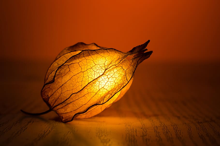 Brown and Black Lighted Flower Bud, art, backlit, blur, color HD wallpaper