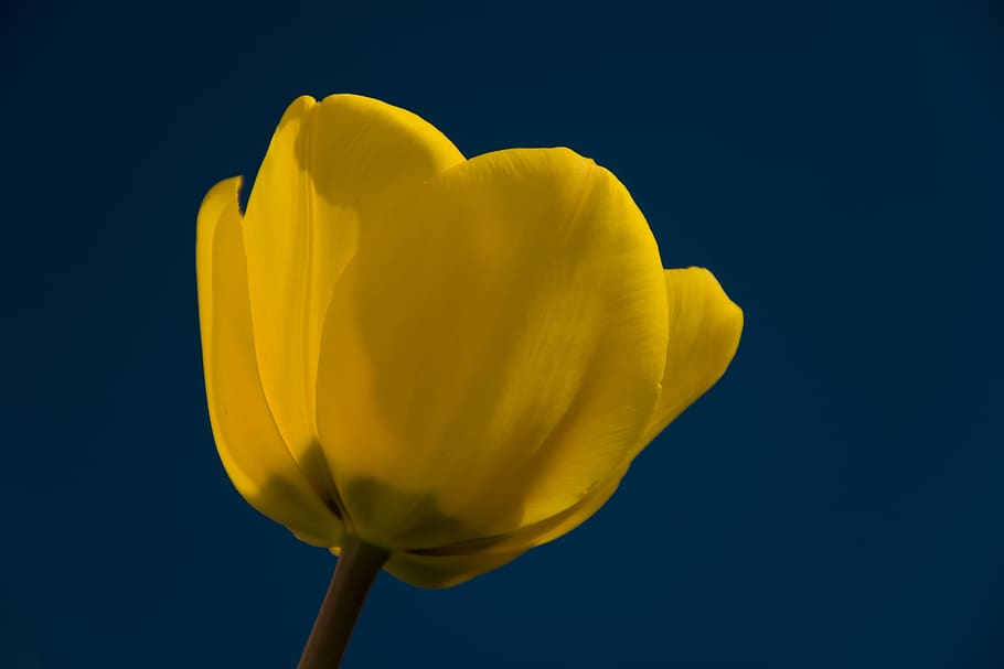 tulip, spring, nature, tulips, flowers, garden, flowering, blue HD wallpaper