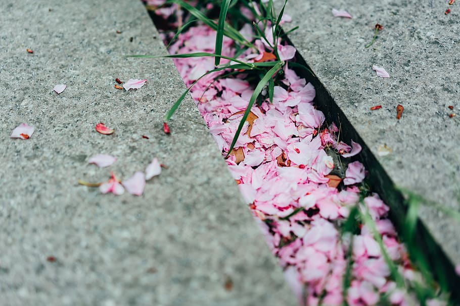 blossom, flower, plant, petal, paper, geranium, confetti, ground, HD wallpaper