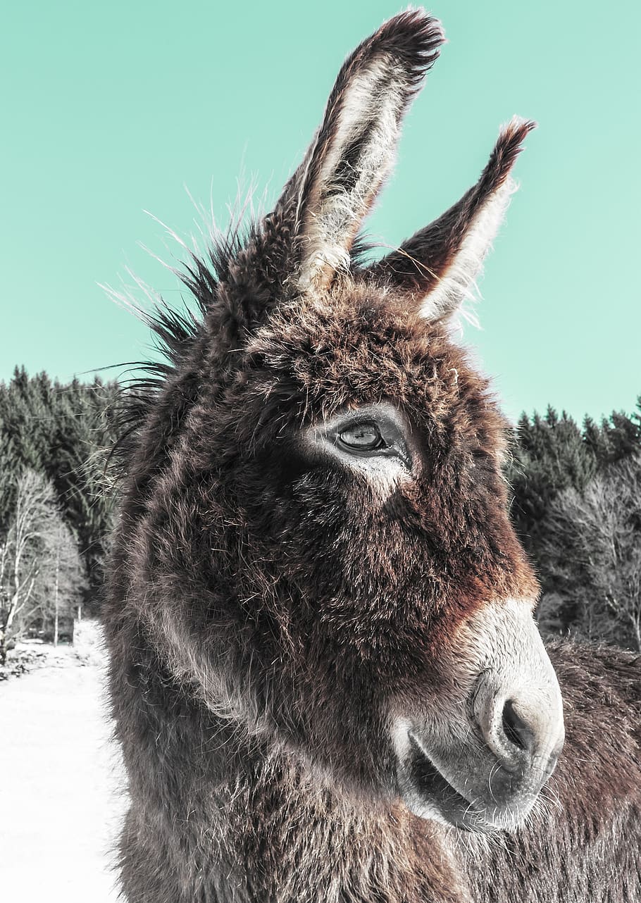 veterinarian, listen to, therapy, donkey, love for animals, HD wallpaper