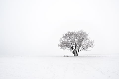 winter, tree, snow, nature, landscape, cold, wintry, white HD wallpaper