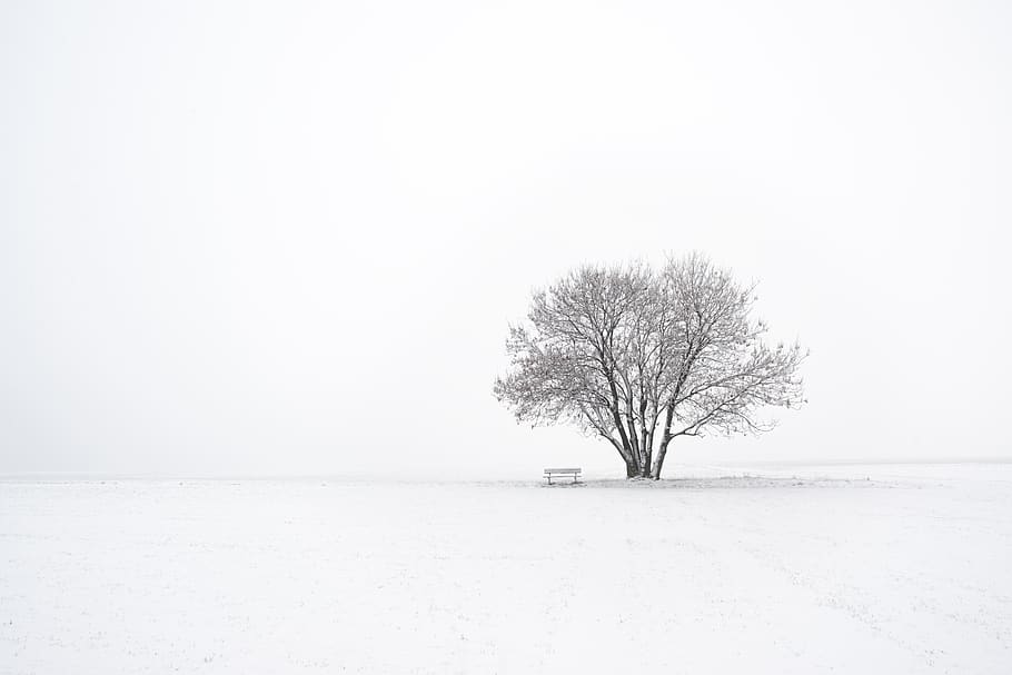 winter, tree, snow, nature, landscape, cold, wintry, white HD wallpaper