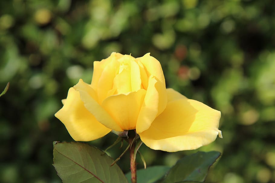 rosebush, yellow rose, pink button, yellow button, flower, flowering plant HD wallpaper