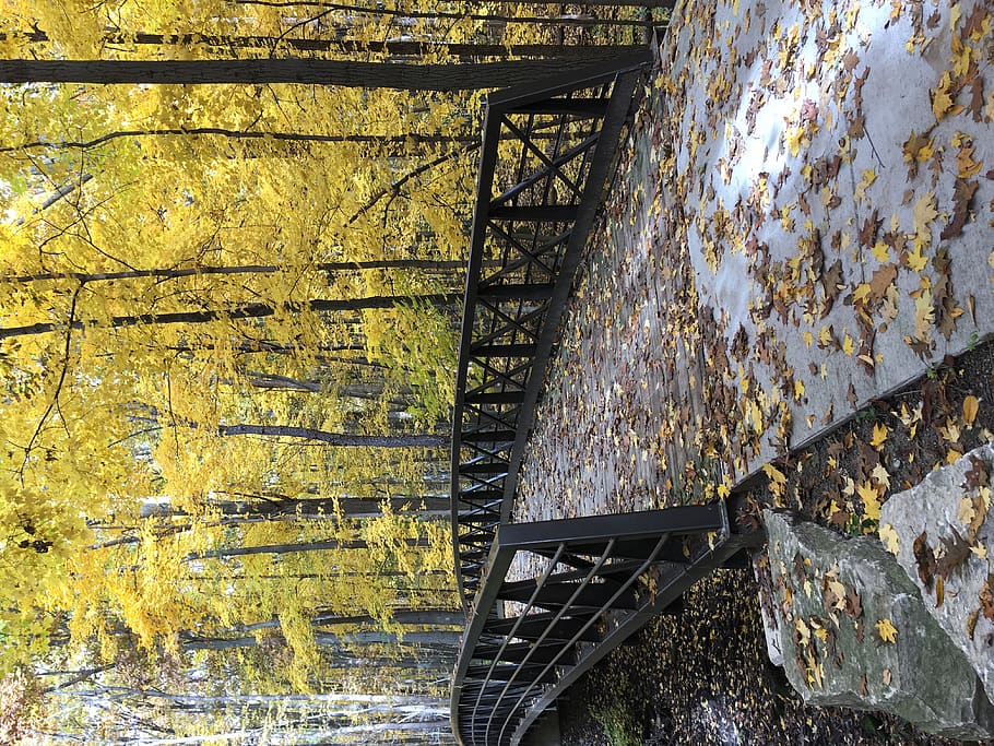 handrail, banister, path, railing, bridge, building, tree, plant HD wallpaper