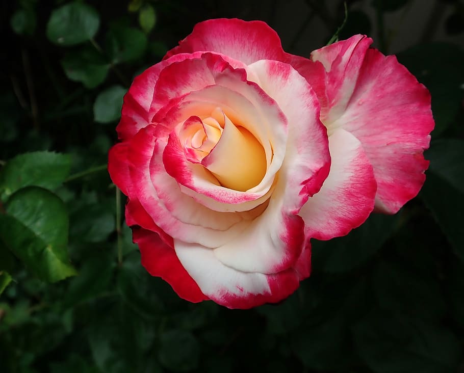 rose, flower, spring, bloom, perfume, garden, nature, flowering plant HD wallpaper