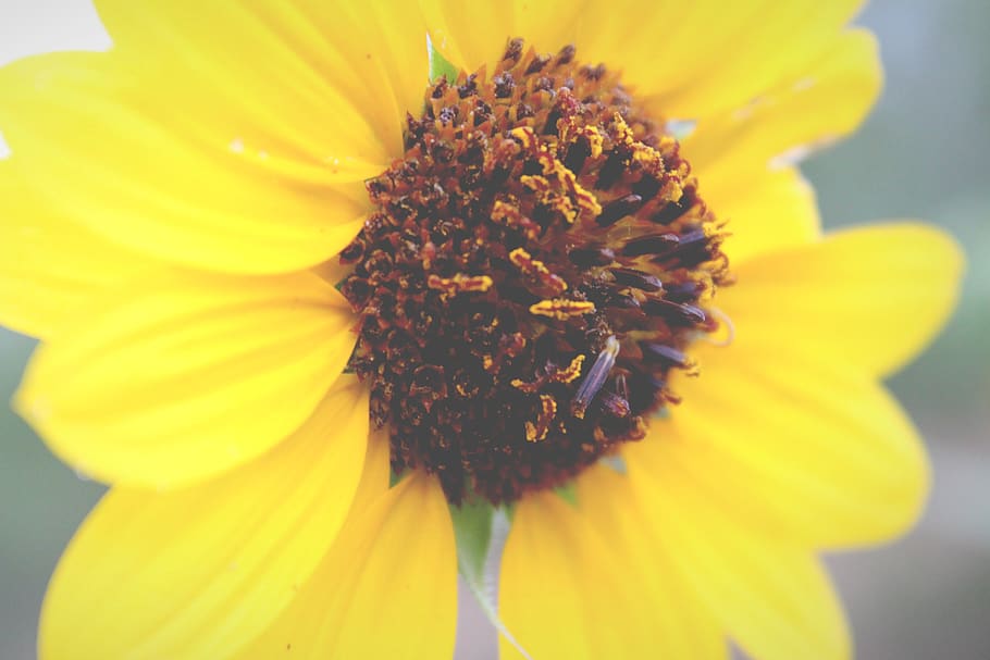 flowering plant, fragility, petal, vulnerability, yellow, freshness HD wallpaper