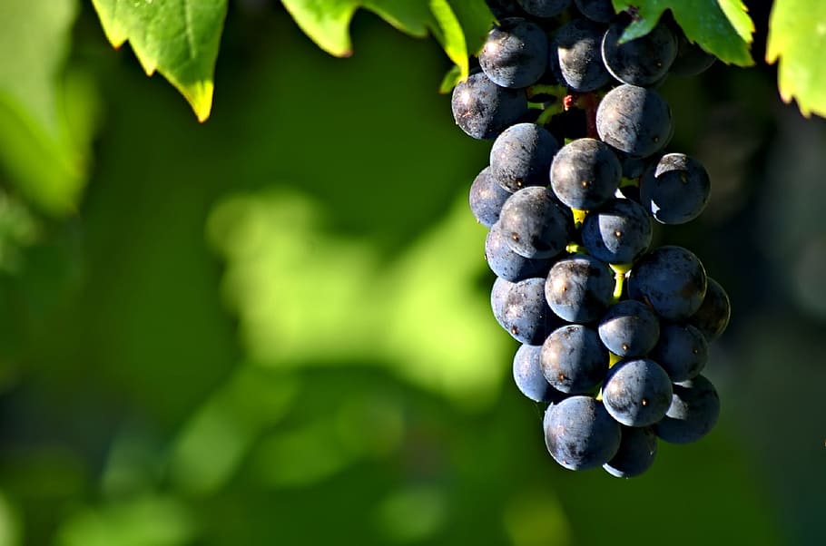 fresh, grape, fruit, sweet, nature, food, healthy eating, food and drink HD wallpaper