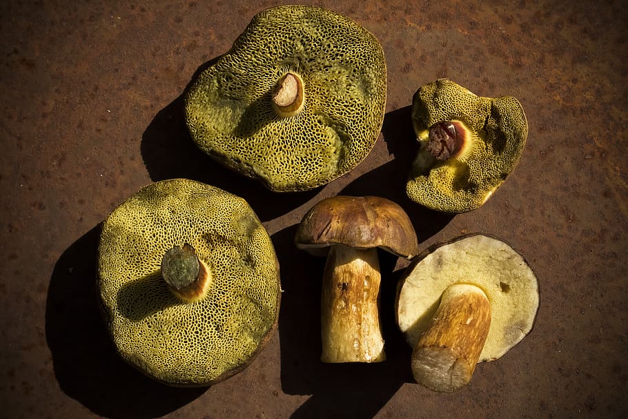 mushrooms, chestnut röhling, hexenfuß boletus, autumn, forest, HD wallpaper