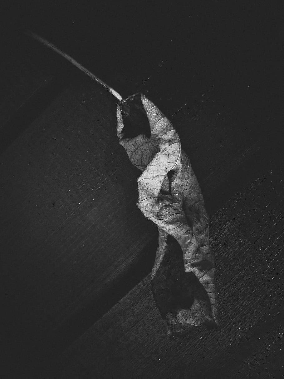 leaf, one animal, domestic animals, pets, no people, high angle view HD wallpaper