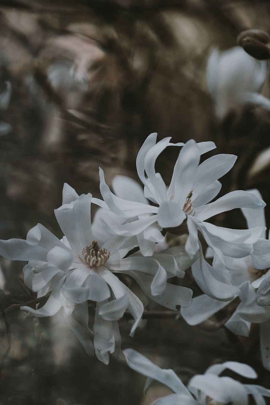 white petaled flowers, plant, blossom, pollen, geranium, bird HD wallpaper