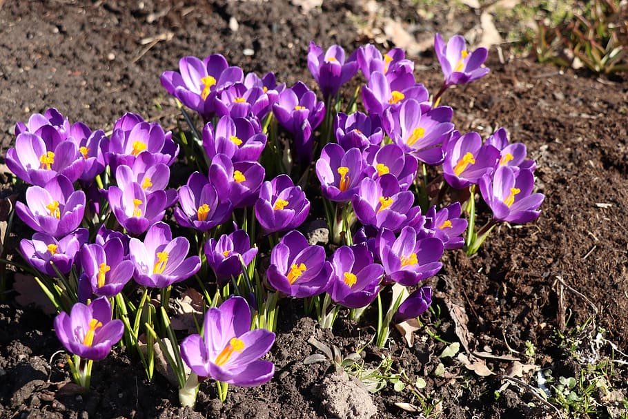 crocuses, spring, flower, flowers, flora, bloom, purple, garden HD wallpaper