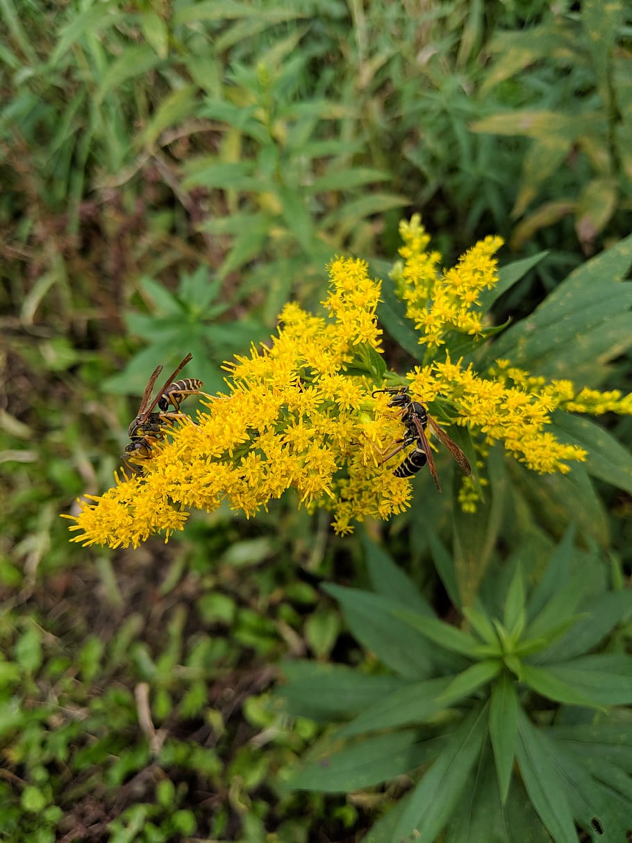 ragweed, wasp, wasps, green, yellow, insect, nature, hornet HD wallpaper