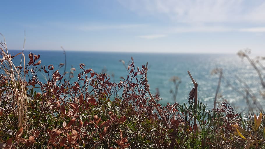 spain, garraf, plant, beauty in nature, water, sky, tranquility HD wallpaper