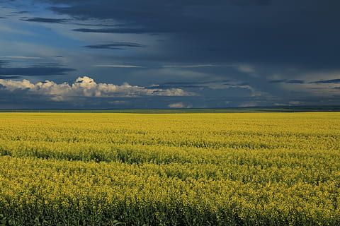canada, lethbridge, canolafield, grain, yellow, beauty in nature HD wallpaper