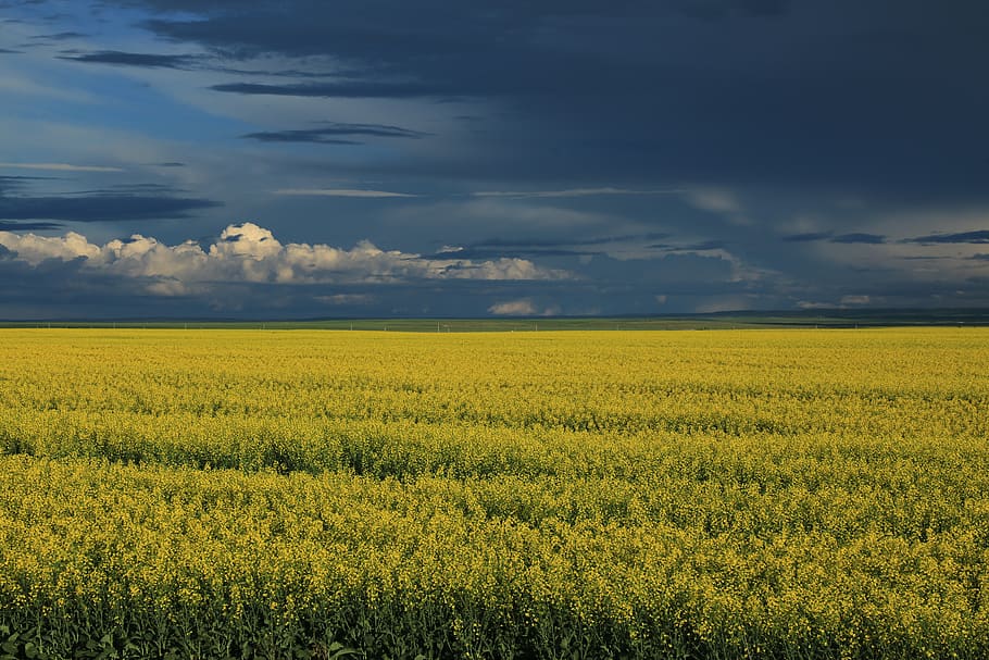canada, lethbridge, canolafield, grain, yellow, beauty in nature HD wallpaper