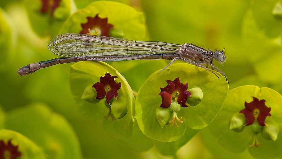 Gray Dragonfly on Green and Maroon Leaf in Tilt Shift Lens, close-up HD wallpaper