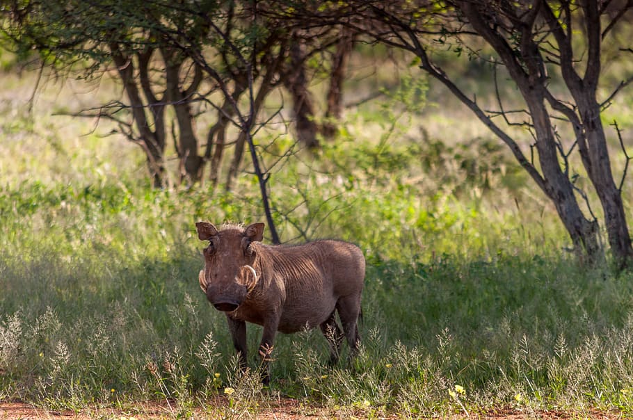 animal, animal themes, animals in the wild, animal wildlife HD wallpaper