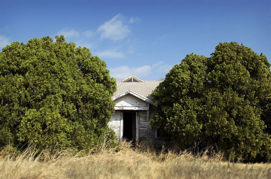 white tool shed between green trees, plant, architecture, built structure HD wallpaper