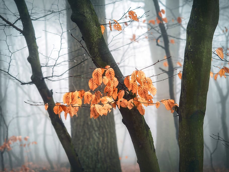Brown Leafed Trees Wallpaper, branch, color, daylight, environment HD wallpaper