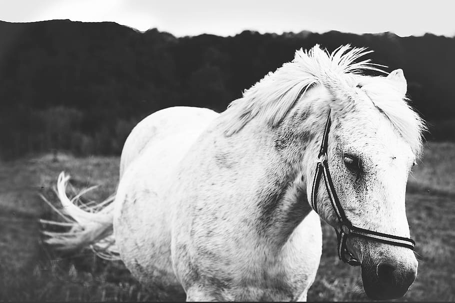 denmark, aabenraa, livestock, mammal, domestic animals, animal themes HD wallpaper