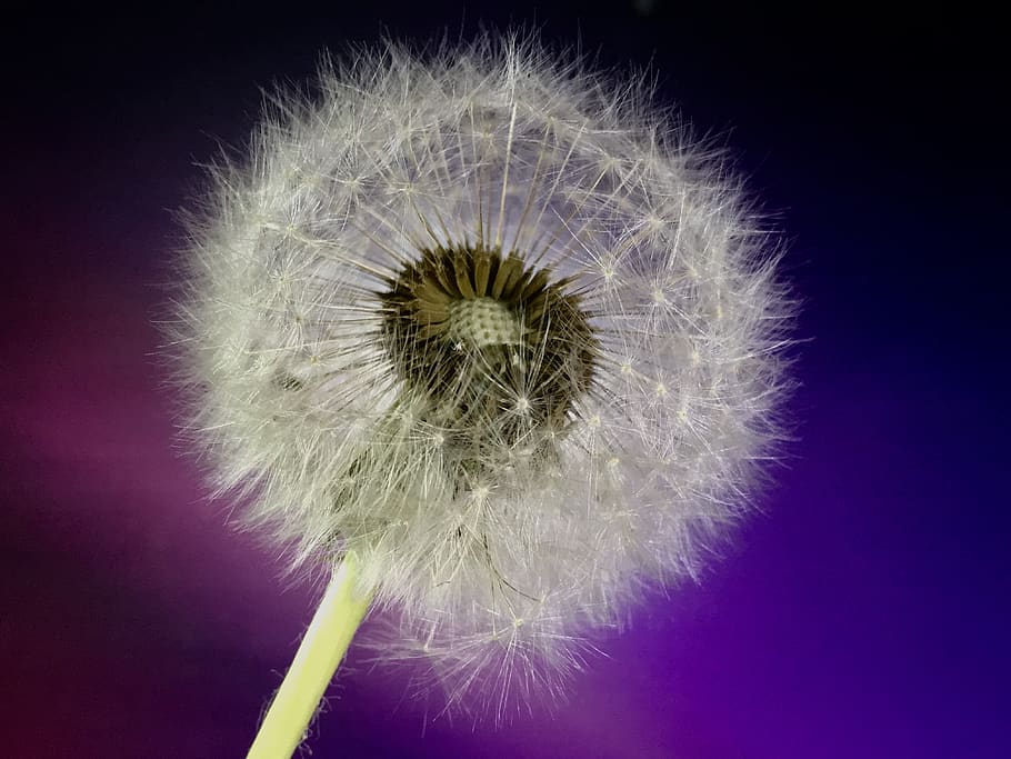 dandelion, seed, flying, seeds, plant, flower, spring, white HD wallpaper