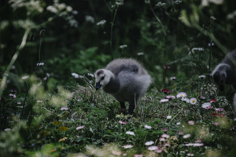 gray chick standing on grass, animal, animal themes, plant, mammal HD wallpaper