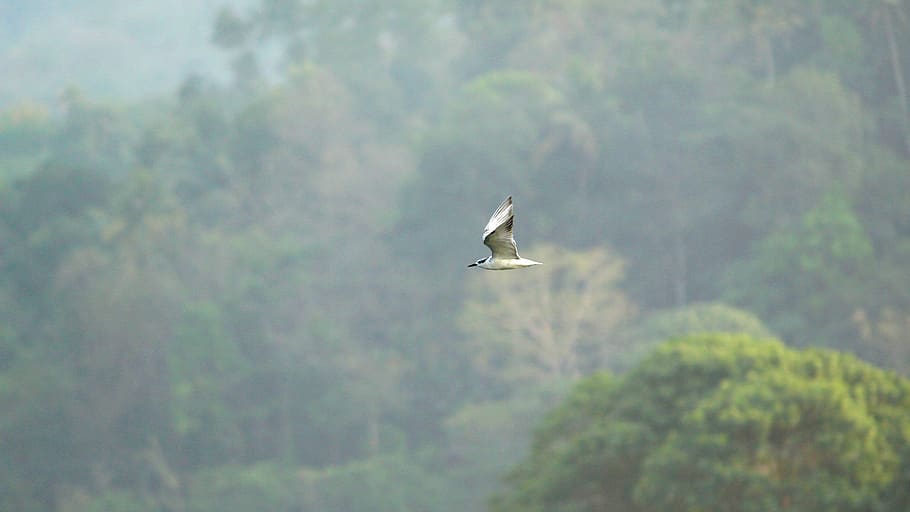 tern, whiskered, bird, avian, flight, flying, migratory, wetland HD wallpaper