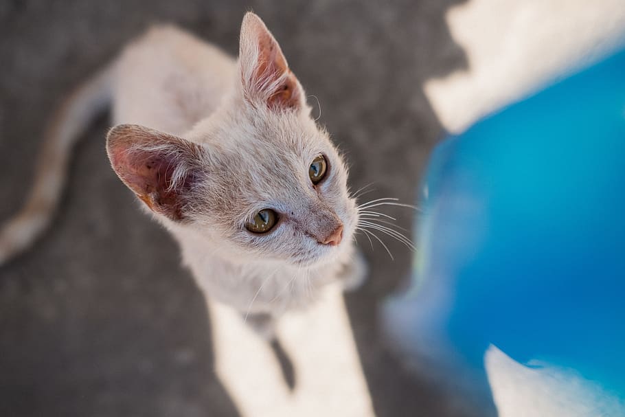 cat, water, cute, adorable, travel, mammal, pets, animal, one animal HD wallpaper
