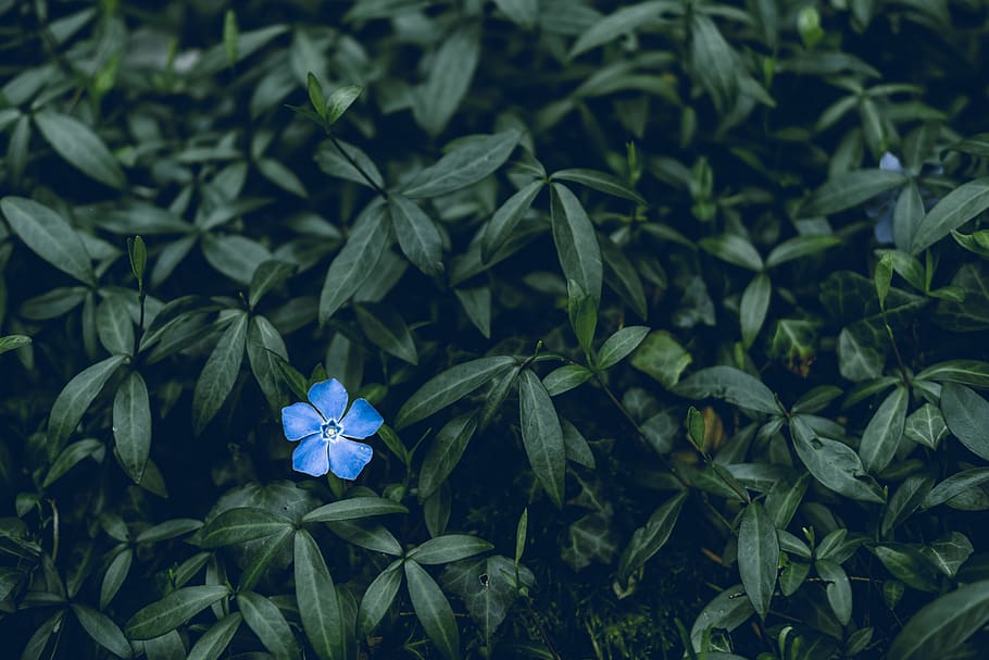 blue-petaled flower, plant, growth, plant part, leaf, green color HD wallpaper