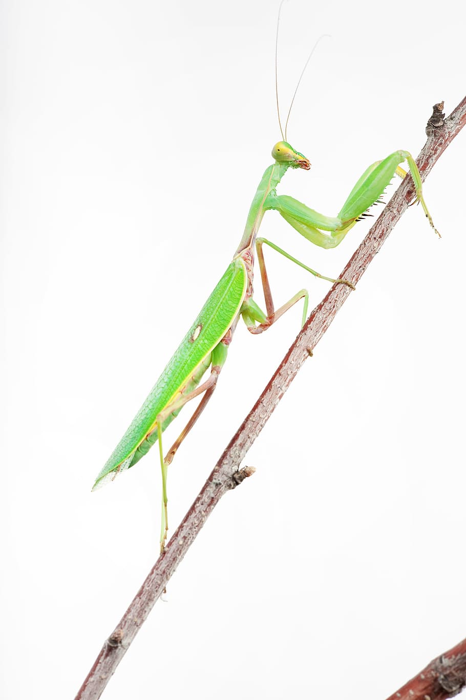 praying, mantis, insect, animal, antenna, arthropod, background HD wallpaper