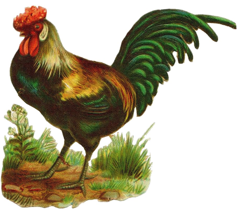 hen, rooster, animal, graphics, livestock, chicken - bird, domestic animals HD wallpaper