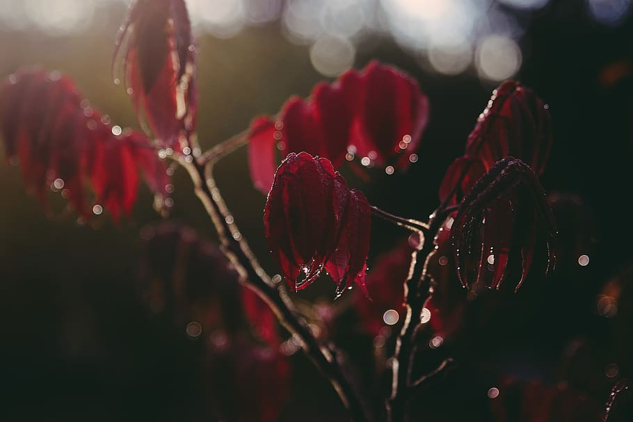 red petaled flowers, plant, growth, beauty in nature, close-up HD wallpaper