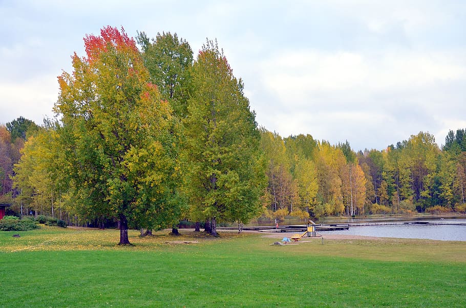 beach, field pools, wood, tree, water, sky, summer, autumn HD wallpaper