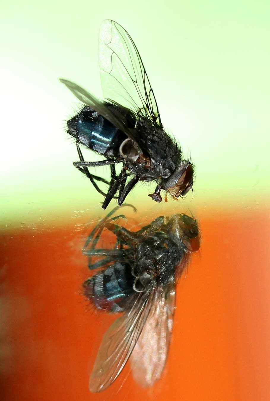 fly, insecta, wet, macro, reflection, invertebrate, animal themes HD wallpaper