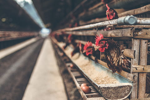 chicken poultry, egg, factory, feed, farm, farm raised, animal HD wallpaper