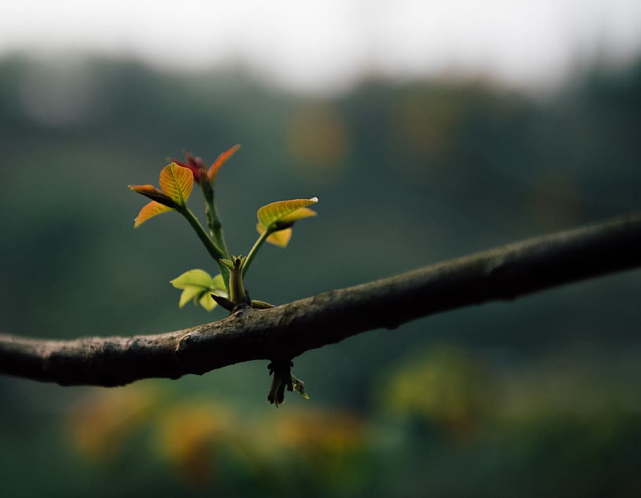 leaf, plant, tree, bird, animal, nature, veins, flower, blossom HD wallpaper