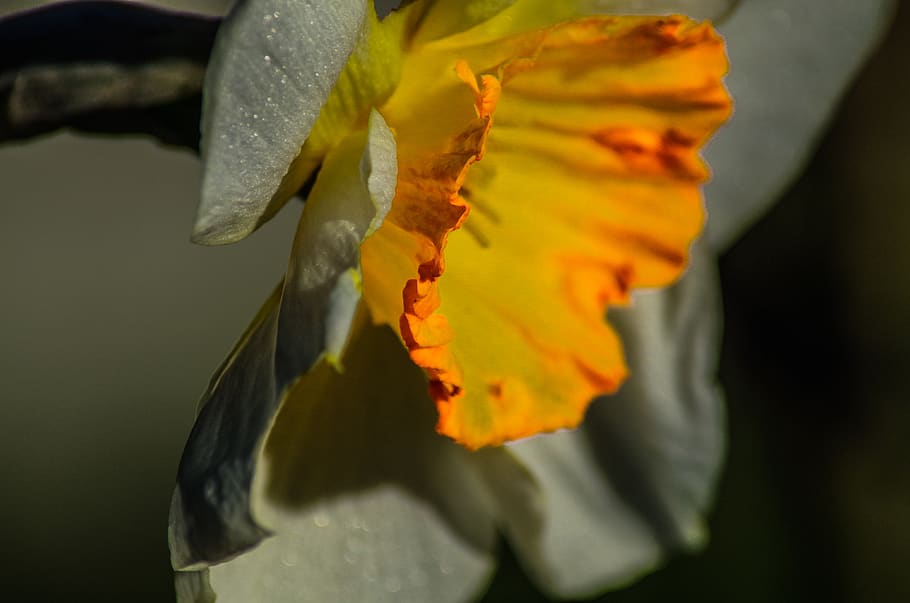 daffodil, plants, spring, flower, narcissus, yellow, garden HD wallpaper
