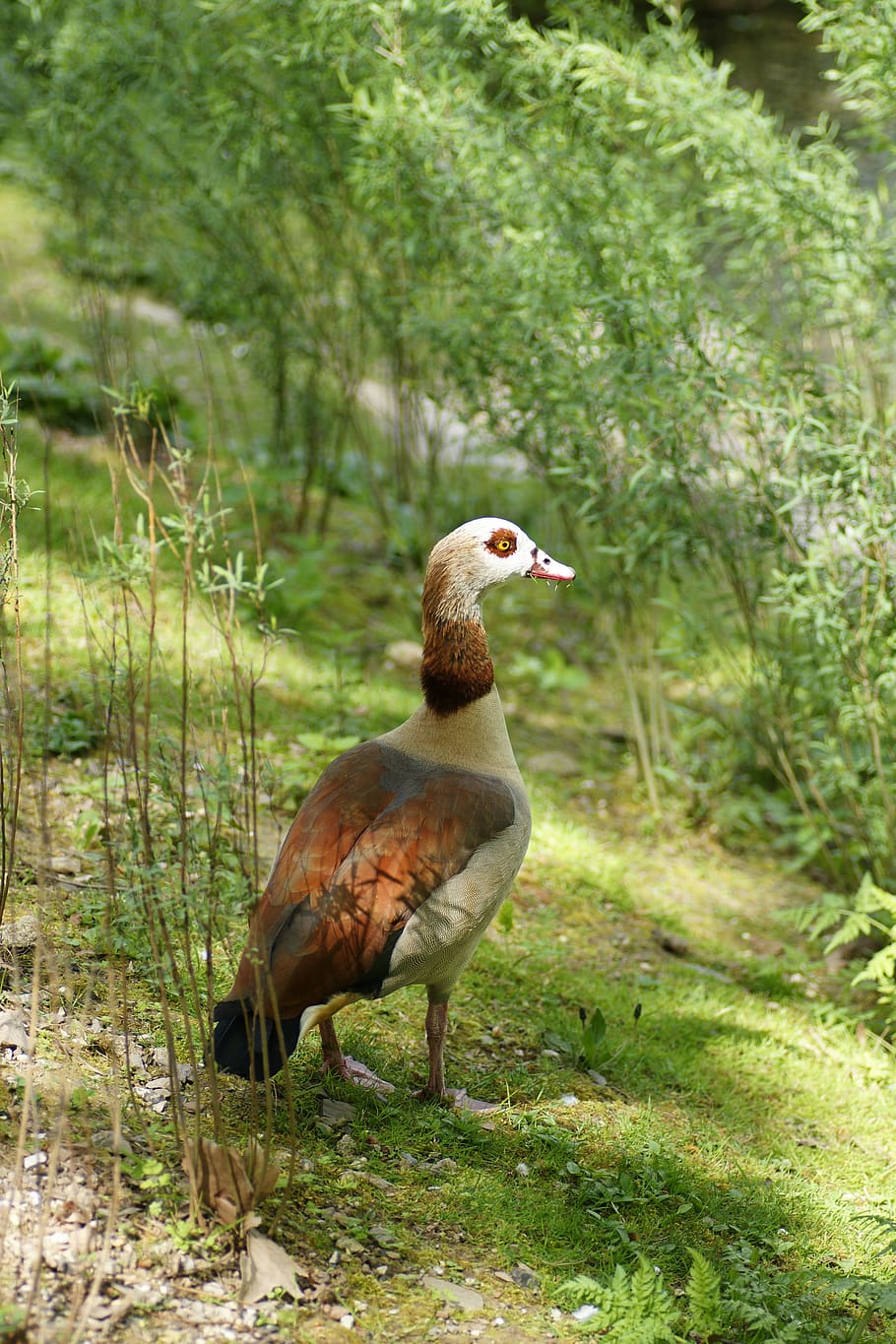 animal, bird, ground, duck, nature, beak, poultry, turkey bird HD wallpaper