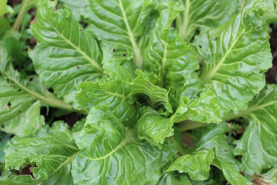 vegetable, chard, vegetables, leaf, plant, food, food and drink HD wallpaper