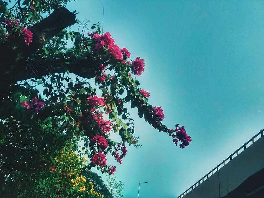 trees, flowers, pink, sky, nature, daylight, blue sky, hdr HD wallpaper