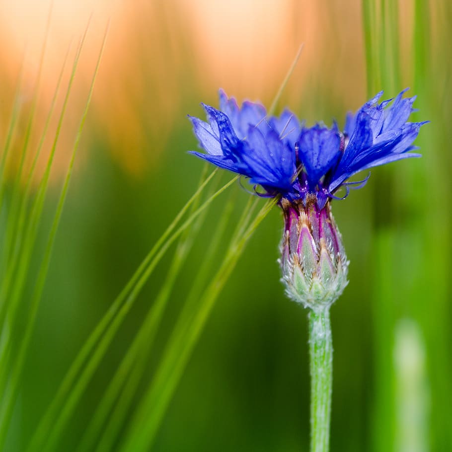 plant, flower, iris, blossom, geranium, pollen, petal, green HD wallpaper