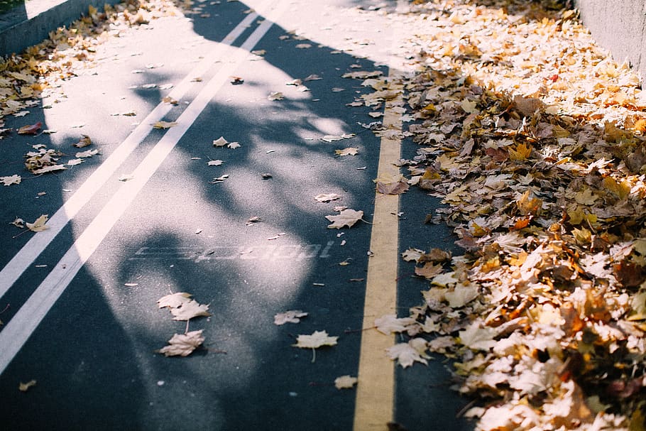 Maple Leaves on Roadway, asphalt, empty, fall foliage, guidance HD wallpaper