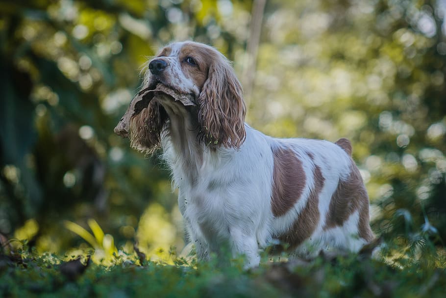 cocker, female, nature, animals, mama, dogs, game, one animal HD wallpaper