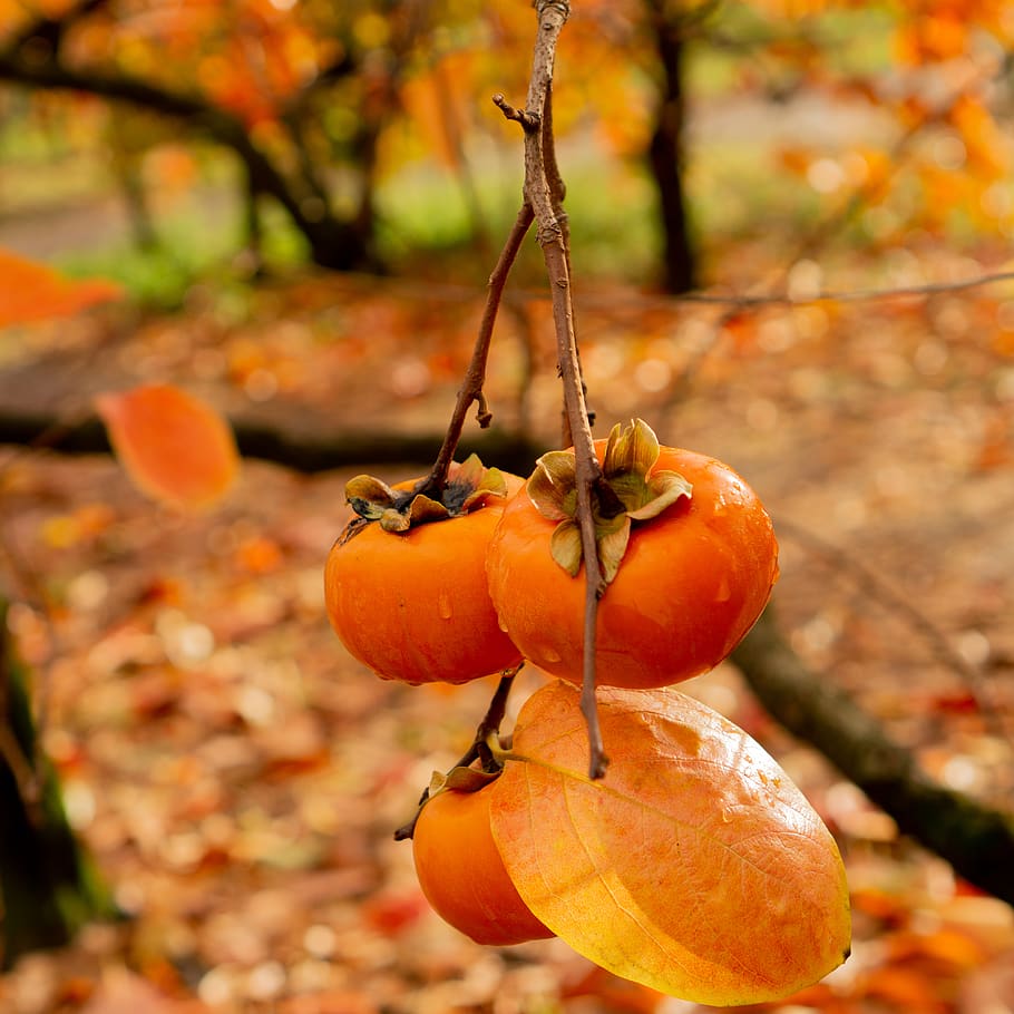 australia, roleystone, raeburn orchards, fruit, autumn, fresh