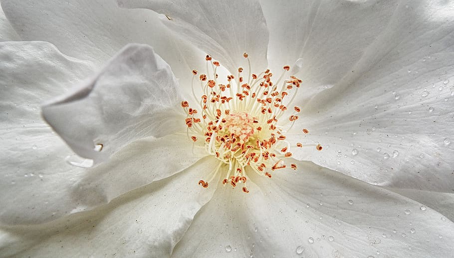 flower, white, bloom, blossom, plant, spring, summer, nature HD wallpaper