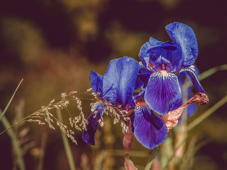 flower, iris, blossom, bloom, dark purple, iris flower, blossomed HD wallpaper