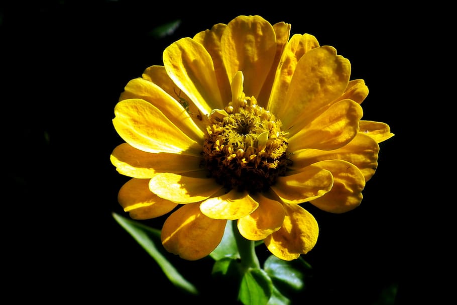 flower, zinnia, yellow, macro, garden, summer, blooming, the petals HD wallpaper