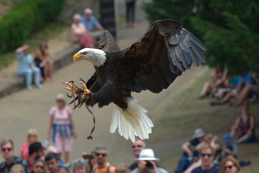 eagle, raptor, claws, bird, plumage, feather, bald-eagle, flying HD wallpaper