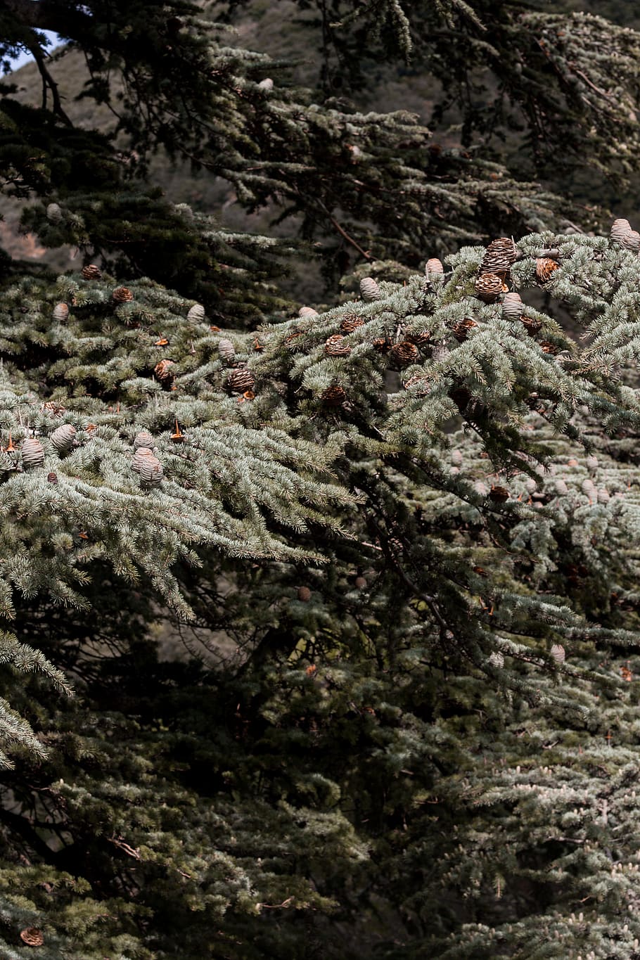 green-leafed trees, plant, conifer, fir, abies, nature, ice, outdoors HD wallpaper