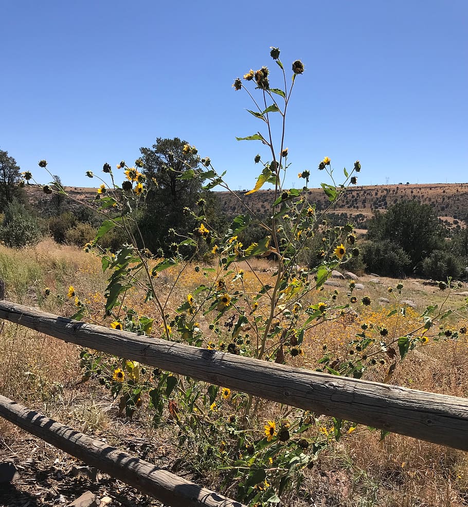 prescott, united states, watson lake, sunflower, arizona, fall